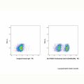 Teclistamab (anti-CD3&BCMA)