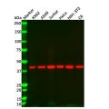beta Actin Mouse mAb (HRP)