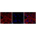 beta Actin Mouse mAb (Biotin)