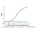 Glembatumumab (anti-GPNMB)