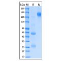 Albumin Antibody