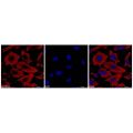beta Actin Mouse mAb (TRITC)