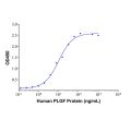 PLGF Mouse mAb
