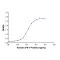 sFlt-1 Mouse mAb