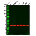 Goat Anti-Rabbit IgG H&L (Biotin)