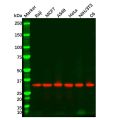 Goat Anti-Rabbit IgG H&L (HRP)