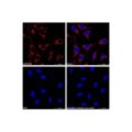 Goat Anti-Rabbit IgG H&L (Cy5)