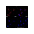 Goat Anti-Rabbit IgG H&L (PE)