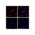 Goat Anti-Rabbit IgG H&L (TRITC)