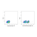 FR104 (anti-CD28)