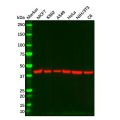 Goat Anti-Mouse IgG H&L (HRP)