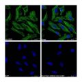 Goat Anti-Mouse IgG H&L (FITC)