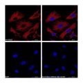 Goat Anti-Mouse IgG H&L (PE)