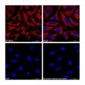 Goat Anti-Mouse IgG H&L (APC)