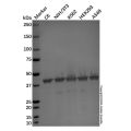 Goat Anti-Mouse IgG H&L (Alkaline Phosphatase)