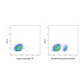 Coltuximab (anti-CD19)