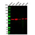 Vimentin Mouse mAb