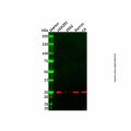 MOB1B Mouse mAb