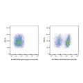 CD16/CD32 Rat mAb (PE)