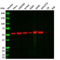 Vimentin Mouse mAb