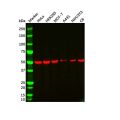beta Tubulin Mouse mAb
