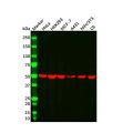 beta Tubulin Mouse mAb