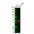 GFAP Mouse mAb