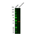 GFAP Mouse mAb