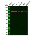 Vinculin Mouse mAb