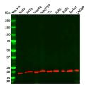 Cofilin Mouse mAb