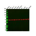alpha Tubulin Mouse mAb
