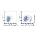 CD8 alpha Rat mAb (Biotin)