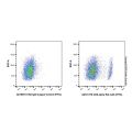 CD8 alpha Rat mAb (FITC)