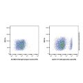 CD8 alpha Rat mAb (PE)