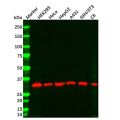 PCNA Mouse mAb