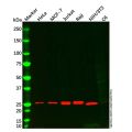 Bcl-2 Mouse mAb