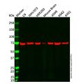 Grp75 Mouse mAb