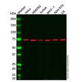 Grp75 Mouse mAb