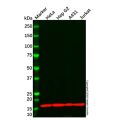 COX IV Mouse mAb