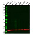 COX IV Mouse mAb