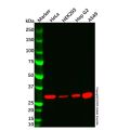 HO-1 Mouse mAb