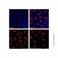 Goat Anti-Mouse IgG H&L (AF405)
