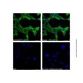 Goat Anti-Mouse IgG H&L (AF488)