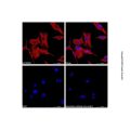 Goat Anti-Mouse IgG H&L (AF555)