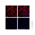 Goat Anti-Mouse IgG H&L (AF647)