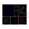 Goat Anti-Rabbit IgG H&L (AF405)