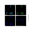 Goat Anti-Rabbit IgG H&L (AF488)