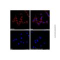 Goat Anti-Rabbit IgG H&L (AF555)