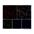 Goat Anti-Rabbit IgG H&L (AF647)
