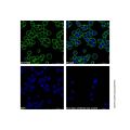Goat Anti-Human IgG (AF488)
